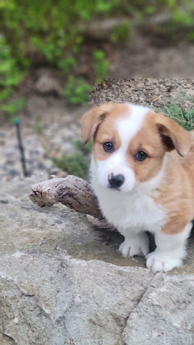 Corgi Puppies in Dogs & Puppies for Rehoming in Abbotsford