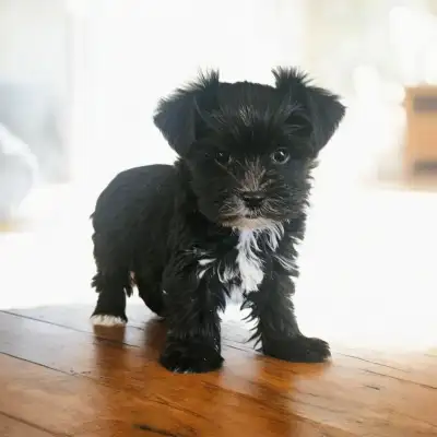 Morkie puppies - last Male available!, View more