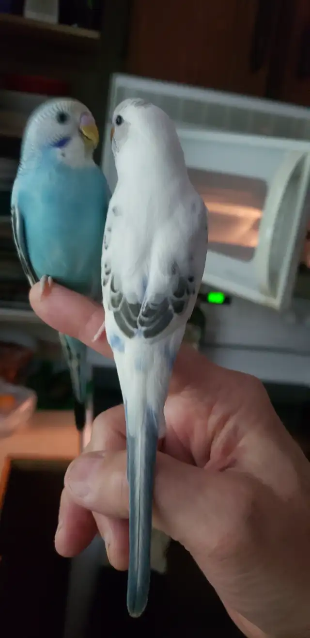 Hand tamed BABY BUDGIES.  Ready  for  loving homes. Come hold me in Birds for Rehoming in Tricities/Pitt/Maple - Image 4