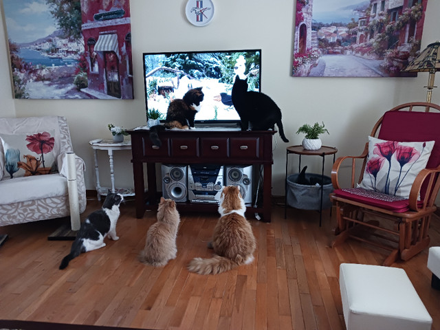 CAT BOARDING IN MY HOME =^..^= $20 per NIGHT in Animal & Pet Services in Dartmouth