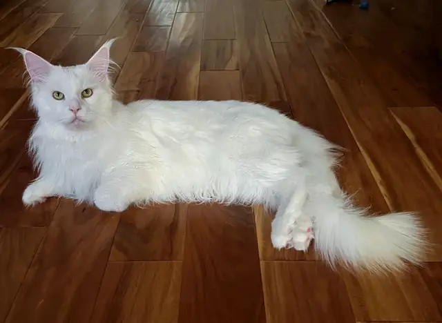 Registered Purebred Maine Coon Kittens in Cats & Kittens for Rehoming in Victoria - Image 8