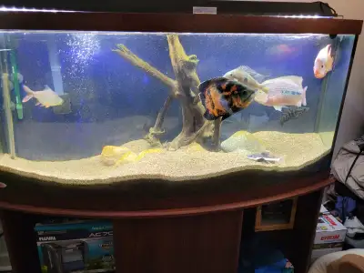 Selling my 72 gallon bow front aquarium with stand asking $100 cash pick up a must thanks for lookin...