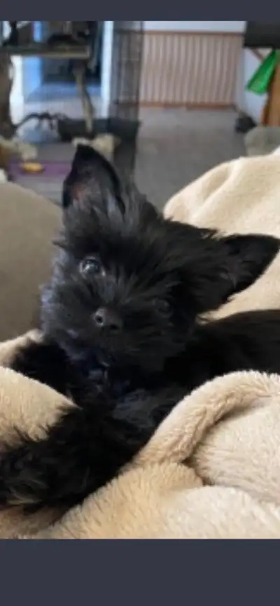 Northern Yorkie puppies ready to go, View more