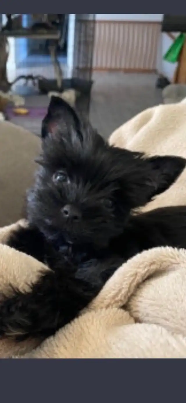 Northern Yorkie puppies ready to go in Dogs & Puppies for Rehoming in City of Toronto - Image 2
