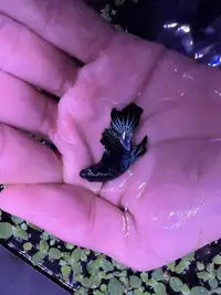 Betta Fish Black dragon and rose tail turquoise blue and green. 