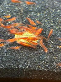 Cherry Shrimp 20 for $15