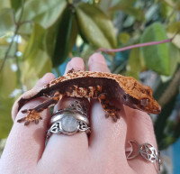 High contrast crested gecko