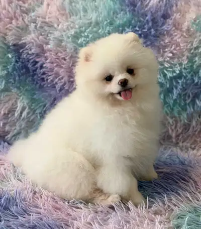 Registered Purebred Pomeranian females from Europe, View more