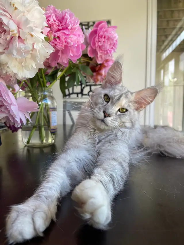 2-yr old Maine Coon Girl - Halifax