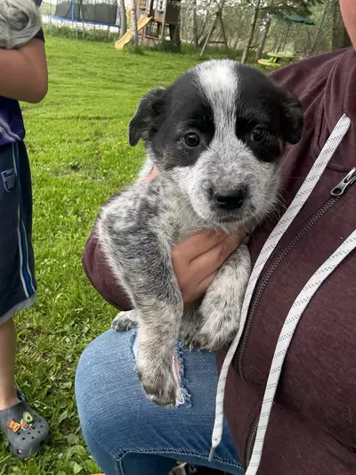 Beautiful Heeler puppies 4 female available Will come with first shots and deworming. Ready to go Fr...