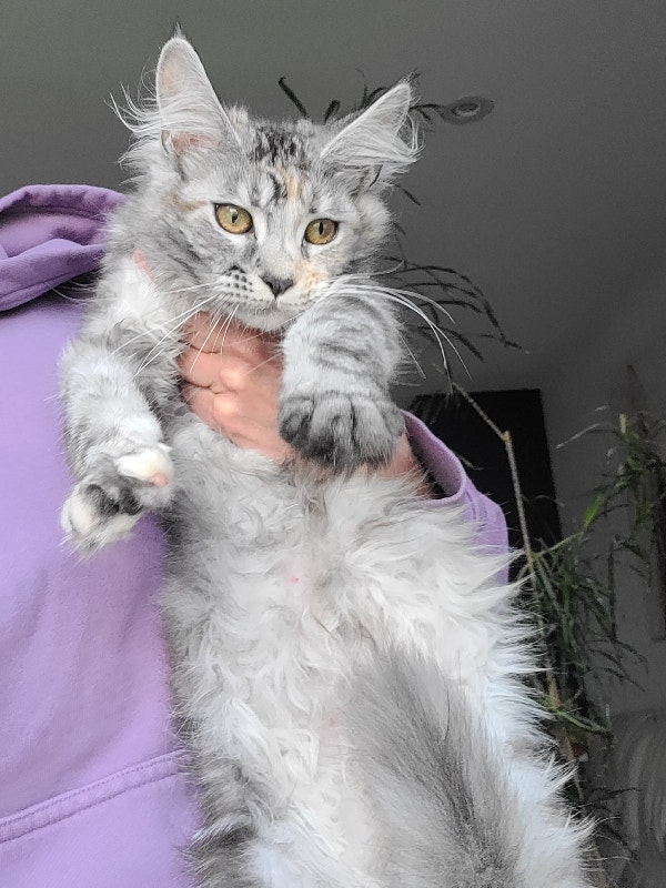 Silver Maine Coon KITTENS * SUMMER SALE ! Cats & Kittens for Rehoming