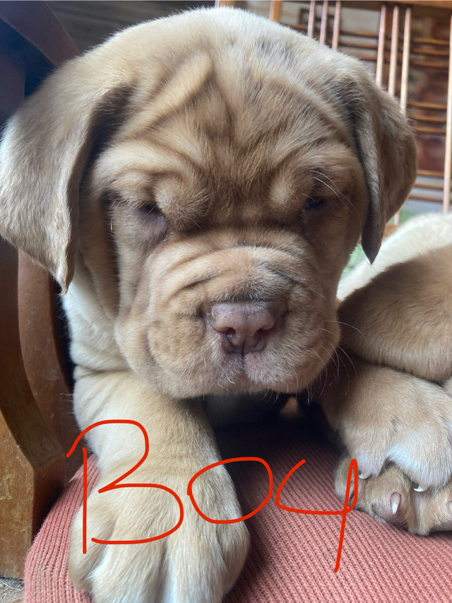 Purebred dogue de Bordeaux READY NOW in Dogs & Puppies for Rehoming in Charlottetown - Image 2