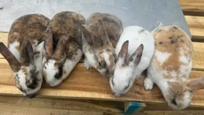 purebred pedigreed Rex rabbits, View more