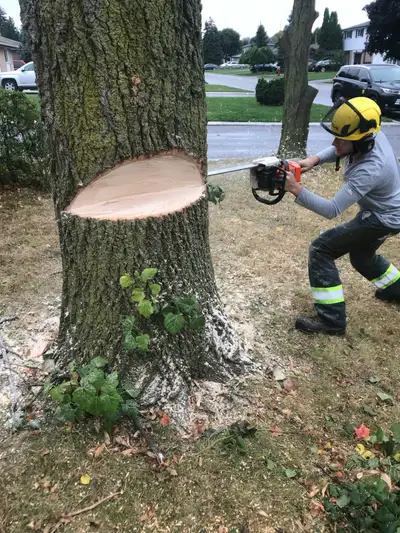 ****TREE REMOVAL, TREE TRIMMING, STORM DAMAGE***, View more