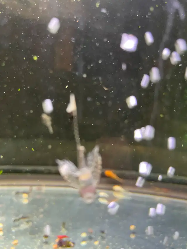 Bristlenose Plecos in Fish for Rehoming in Owen Sound - Image 7