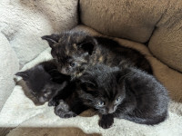 Kittens forsale