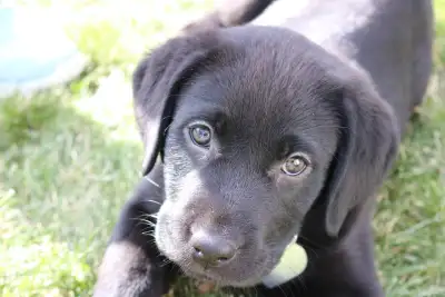 CKC Labrador Retriever Puppies American Field Black Lab Puppy, View more