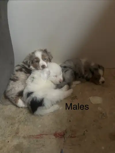Gorgeous Aussie Puppies, View more