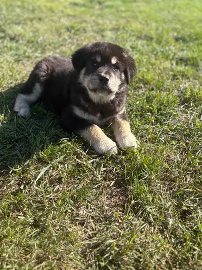 Great Pyrenees x Turkish Kangal Puppies, View more