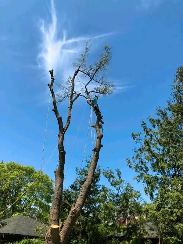 Tree Cutting Arborist Services62863229270146123
