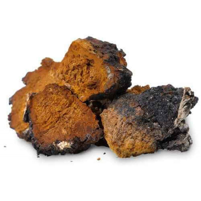 Chaga medicinal mushroom handpicked in Fredericton in Health & Special Needs in Fredericton - Image 2