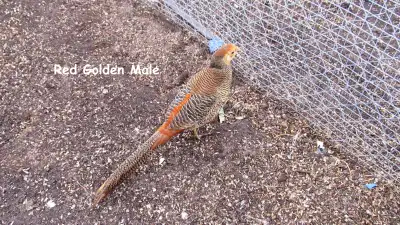 Pheasants, View more