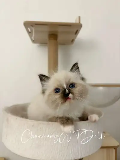 Available purebred ragdoll kittens finding forever home!, View more