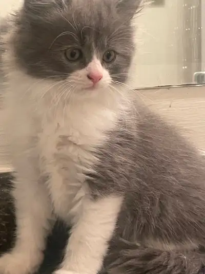 bébé chaton mâle hamaliyen bleu pointe, View more