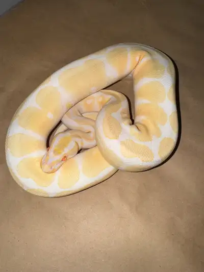 Ball Pythons , View more