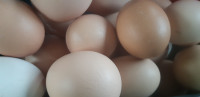 Eggs for sale  organic