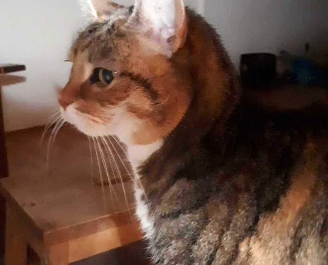 Lost cat in Lost & Found in City of Halifax