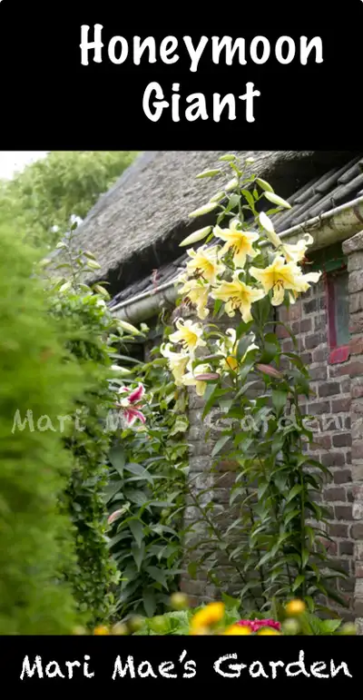 Perennials  - Lily - Various Prices , View more