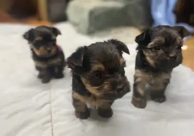 yorkie puppies, View more