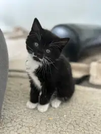Very sweet black and white kittens. Litter box started. 