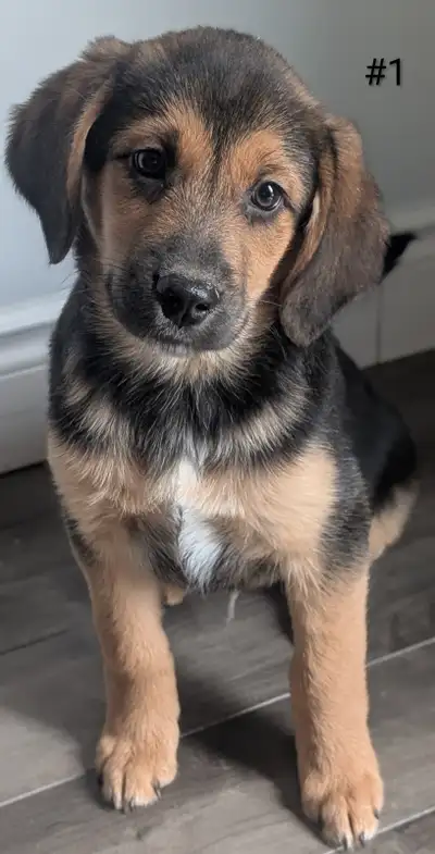 Beagle Mix puppies, View more