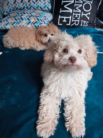 poodle x havanese, View more