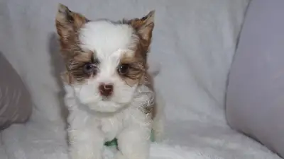 3 Yorkie Boys Available, Ready to be rehomed, View more