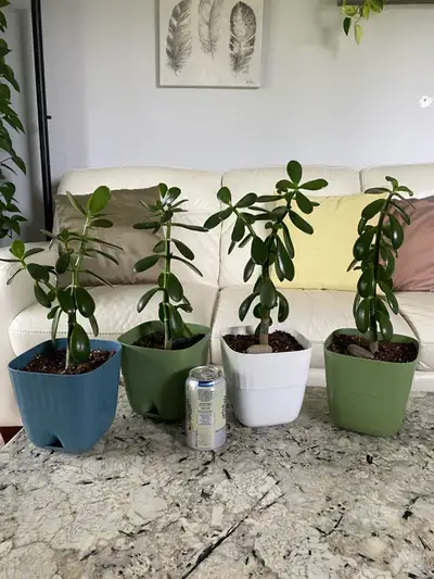 These Jades have big leaves, thicker stems and turn red underneath when in direct sun. New soil, pot...