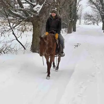 Quarter Horse, View more