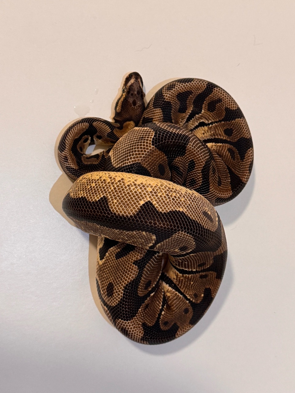 Scaleless Head Ball Python (M and F) | Reptiles & Amphibians for ...