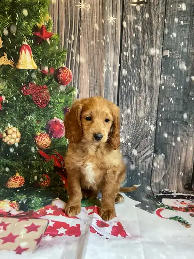 cockapoo puppies, View more