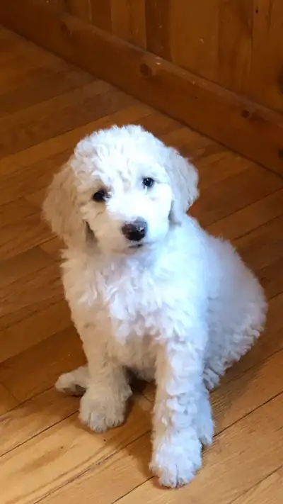 Chiot Bordoodle Il me reste le mâle crème et blanc Il a 10 semaines Prêt pour l’adoption A reçu ses...
