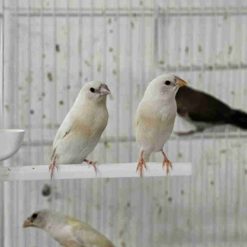 Finch birds for sale | Birds for Rehoming | City of Toronto | Kijiji