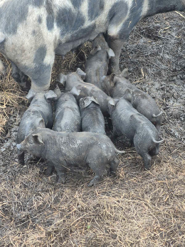 Large black/Gloucester spot piglets SOLD in Livestock in North Bay