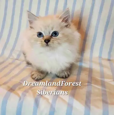 1 male available READY NOW DreamlandForest specialises in Hypoallergenic, well socialized, beautiful...