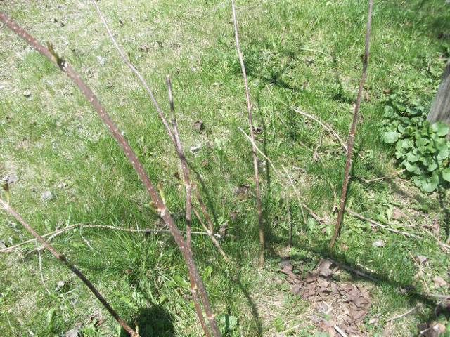 WILD ELDERBERRY OFFSHOOTS (Sambucus canadensis) in Plants, Fertilizer & Soil in Oshawa / Durham Region - Image 4