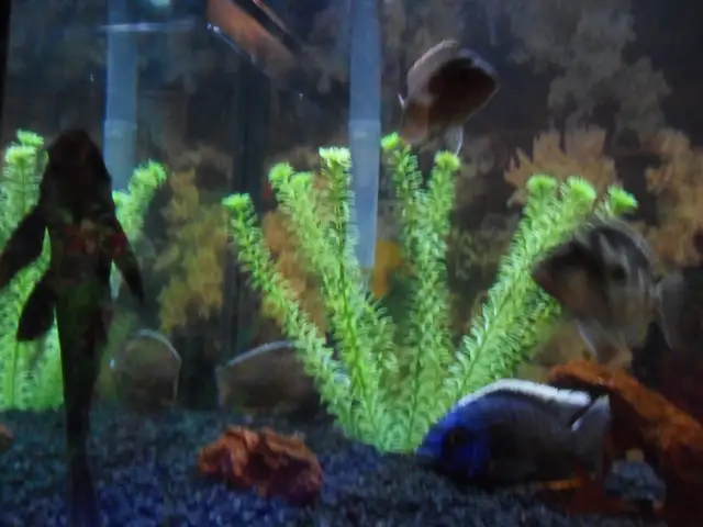 Cleaning aquariums (maintenance) Entretien des aquariums in Other in Laval / North Shore - Image 5