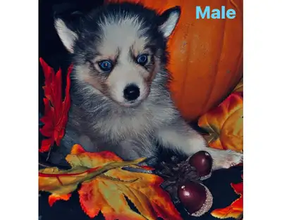 Puppies Ready for their New Homes!, View more