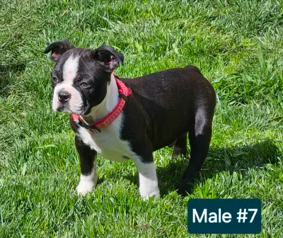 2-Male Boston Terrier puppies!  Ready To Go!