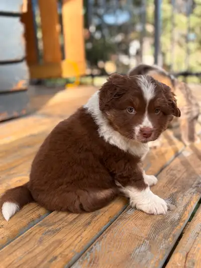 Mini Aussie Puppies, View more